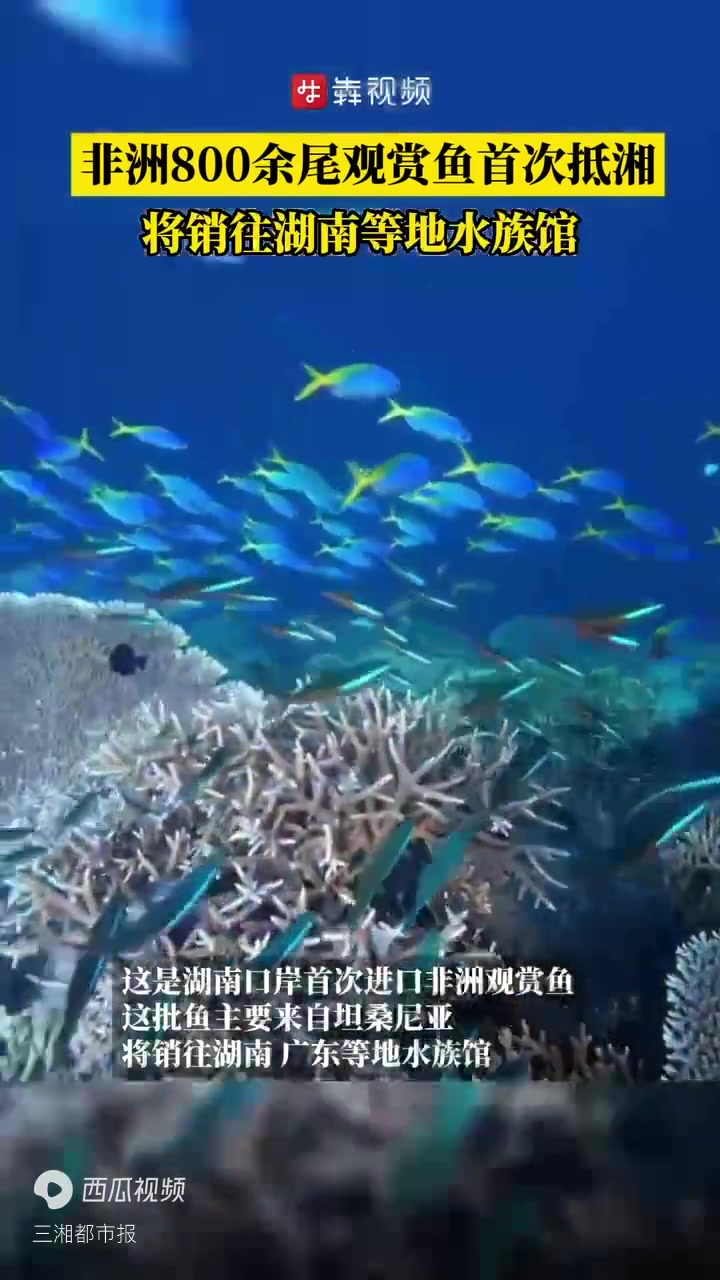 非洲800余尾观赏鱼首次抵湘,将销往湖南等地水族馆