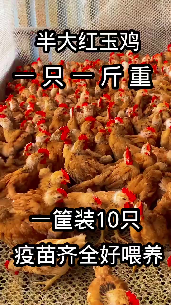 大红公鸡红玉380公鸡成年长15斤