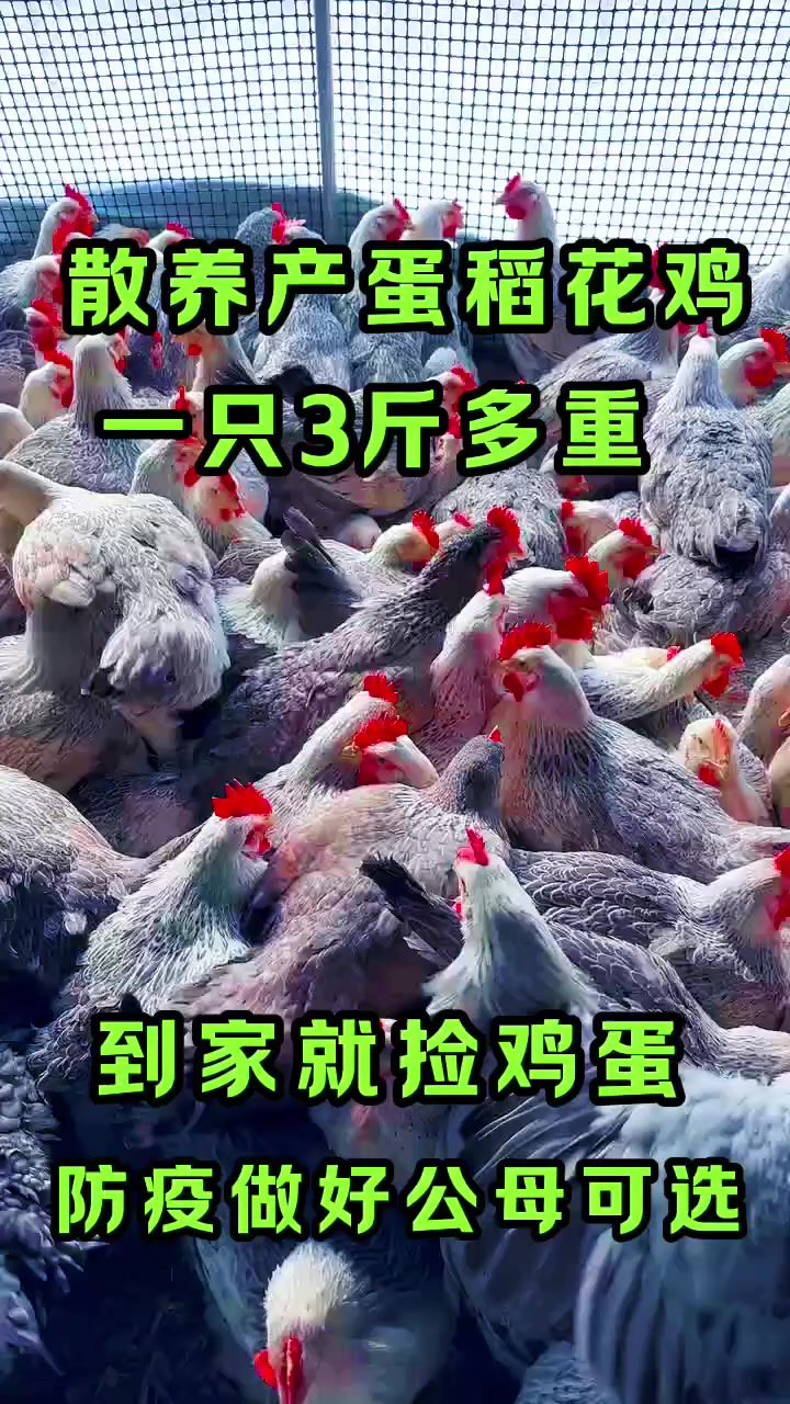 白羽芦花鸡产的都是绿壳蛋