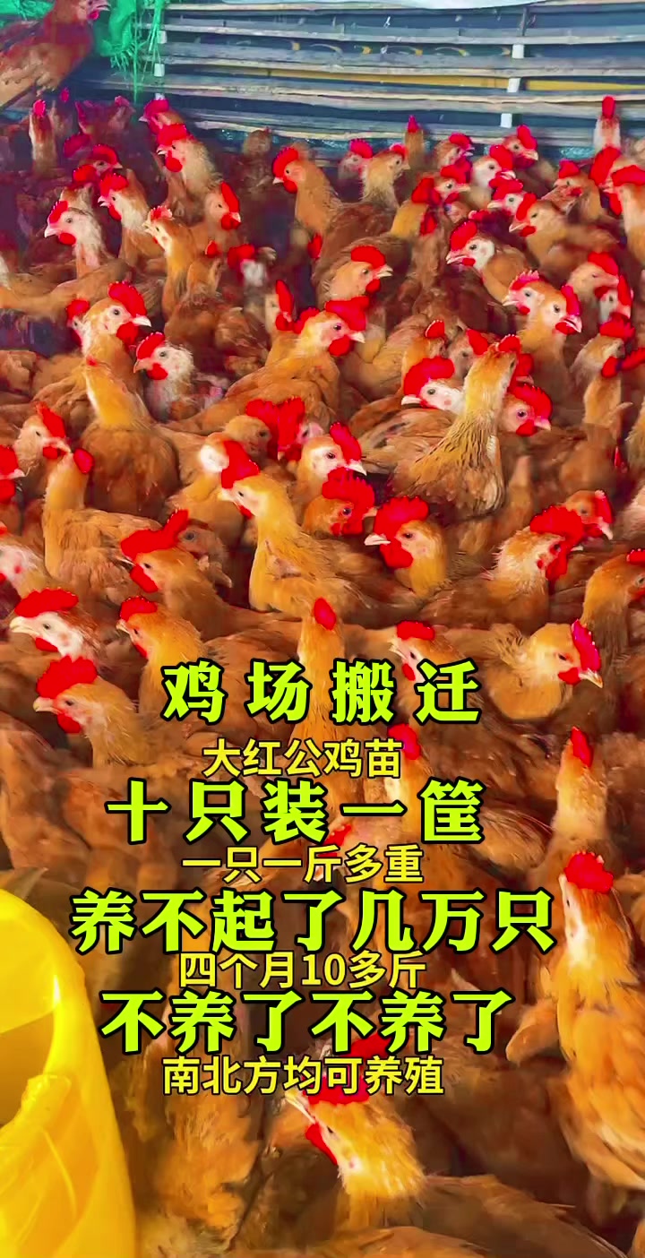 大红公鸡红玉380大公鸡