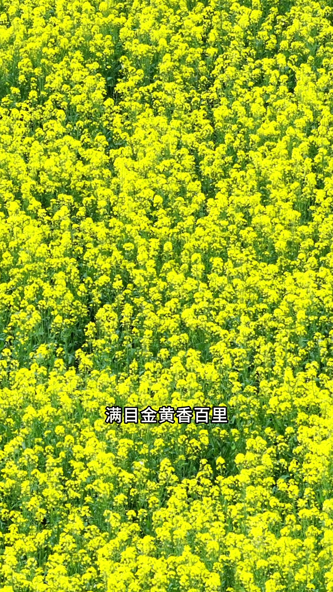 美好湖南推荐官|花已开好,周末一起去看看?