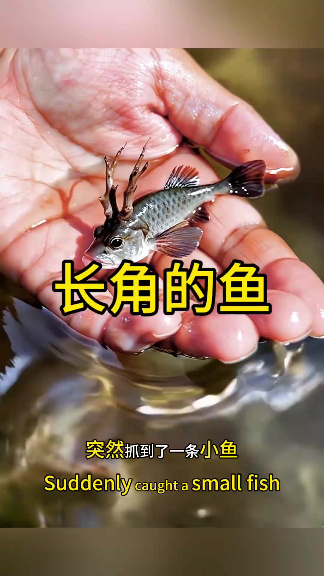 河边钓鱼偶遇奇特小鱼,头上竟然长角,神奇现象引发好奇!
