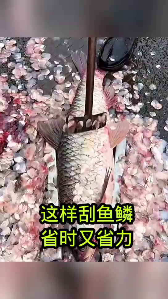 惊艳小工具:轻松刮鱼鳞,效率超乎想象!