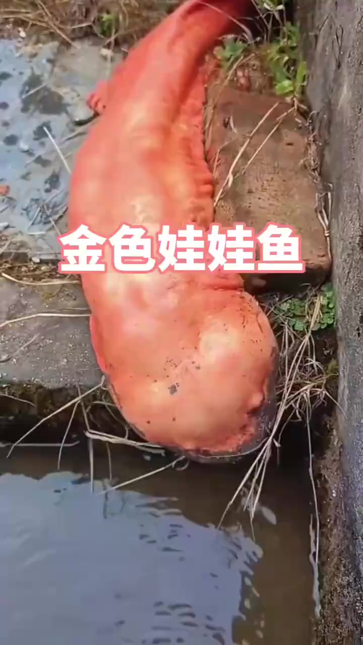 意外之喜:遇见传说中的金色娃娃鱼,象征好运的神奇时刻