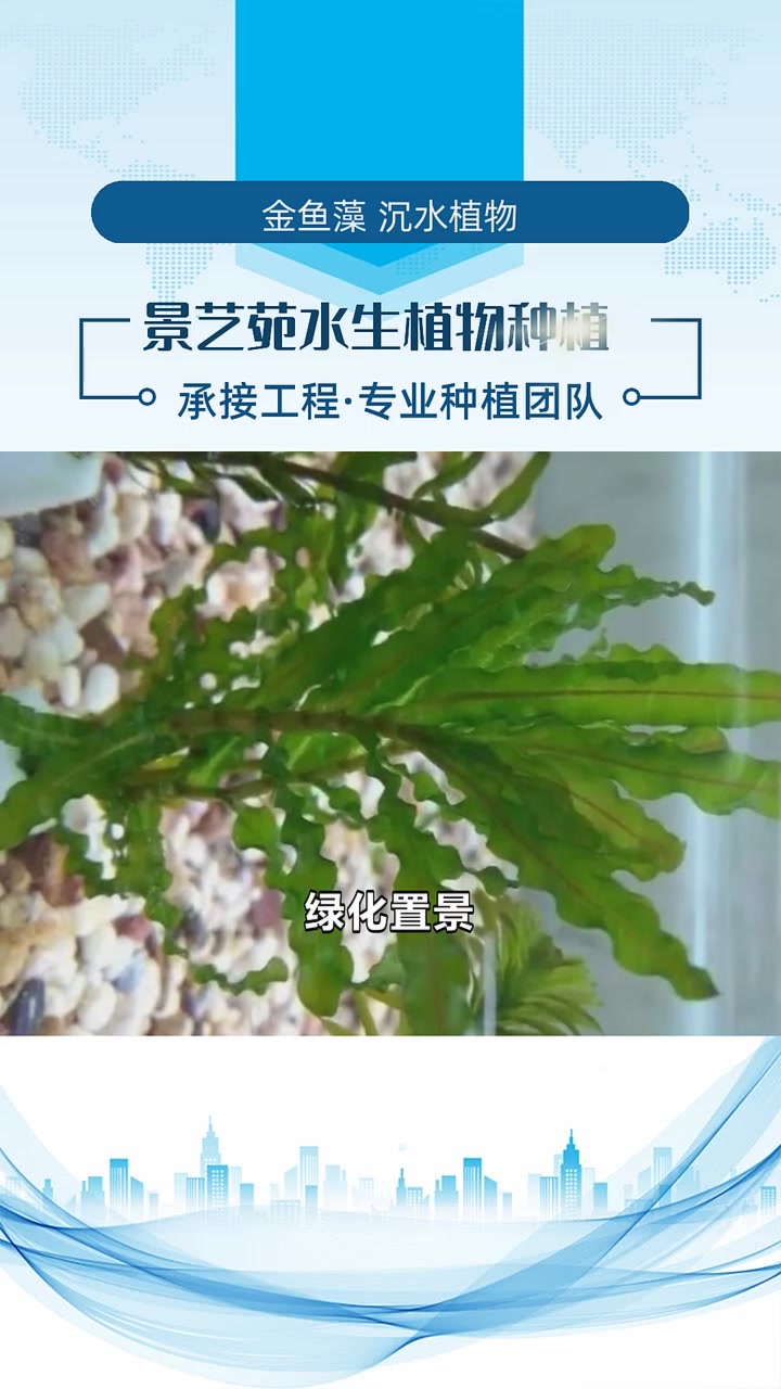 沉水植物旱生植物 金鱼藻 沉水植物