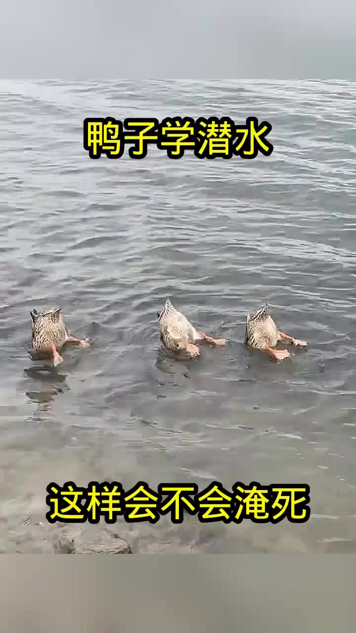 惊呆了!这只鸭子竟然会潜水,能在水下待多久?