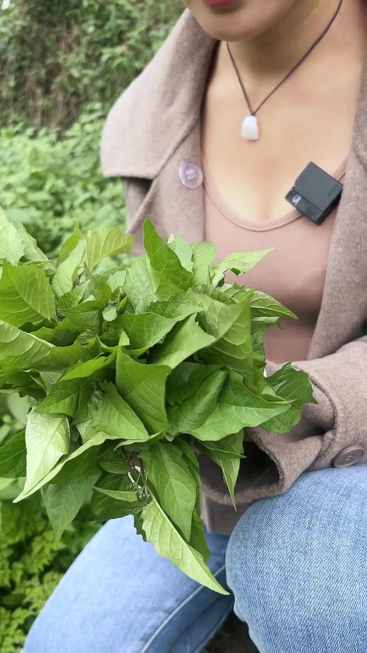 带大家来吃吃广西的野菜,白花菜