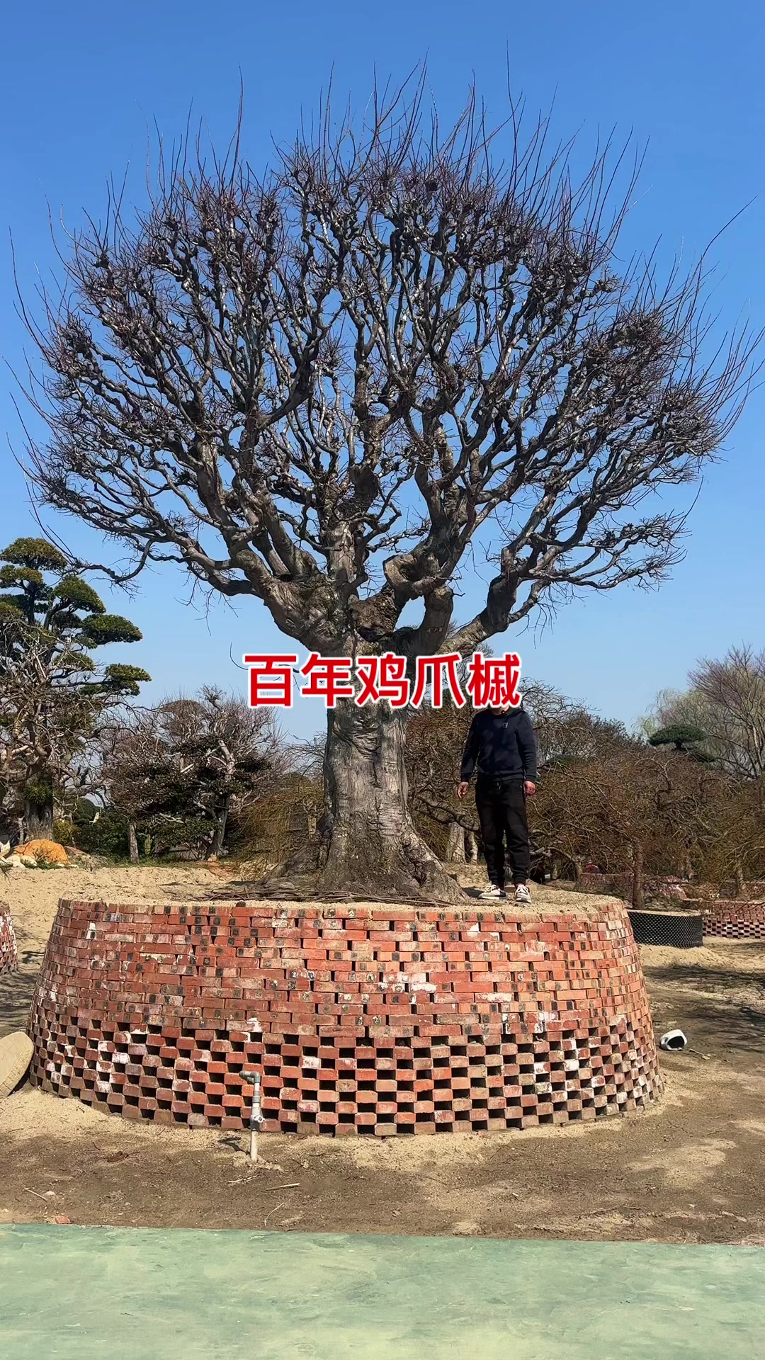 上百万的鸡爪槭,一起来欣赏一下