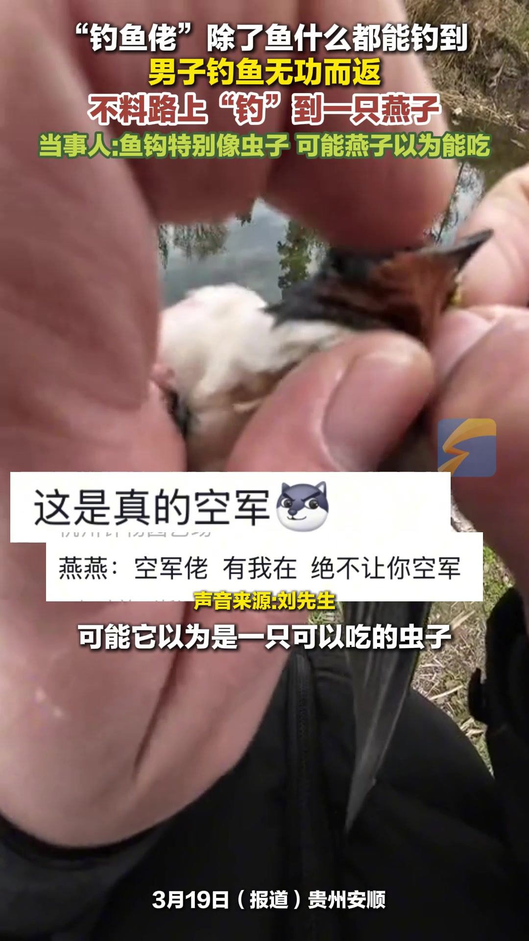“钓鱼佬”除了鱼什么都能钓到 男子钓鱼无功而返 不料路上“钓”到一只燕子