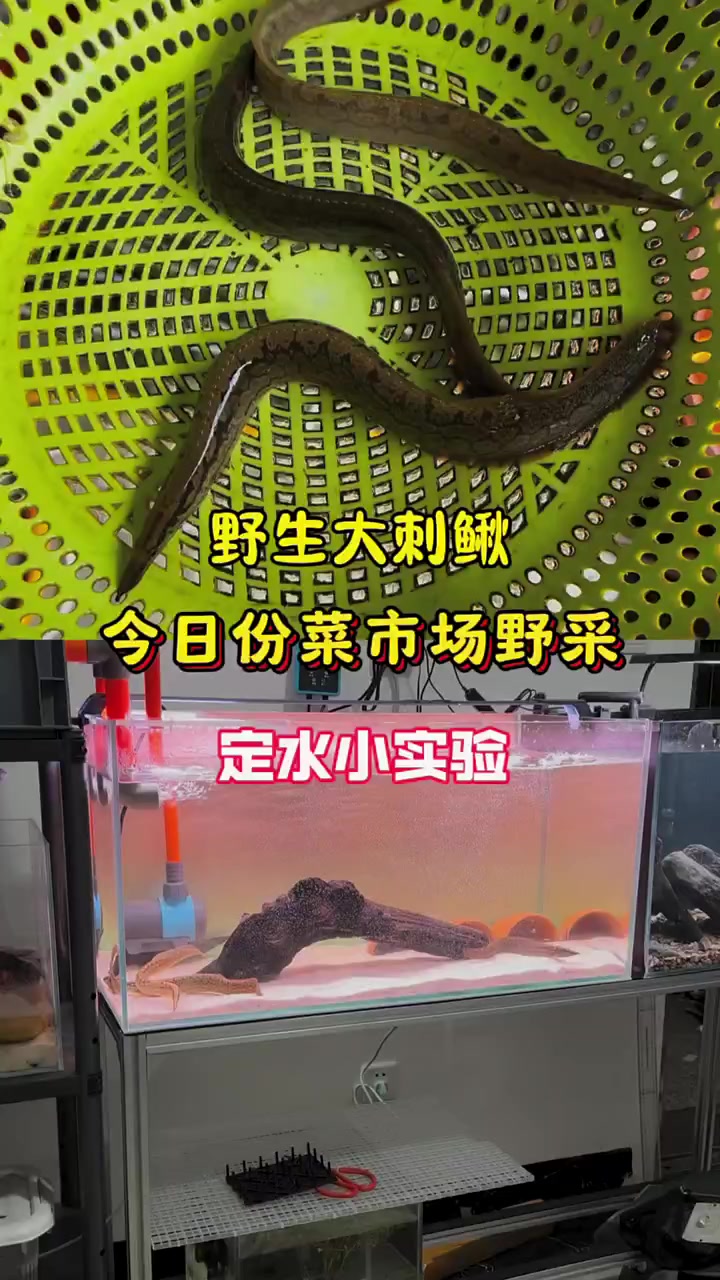 刺鳅驯养计划,再添新成员