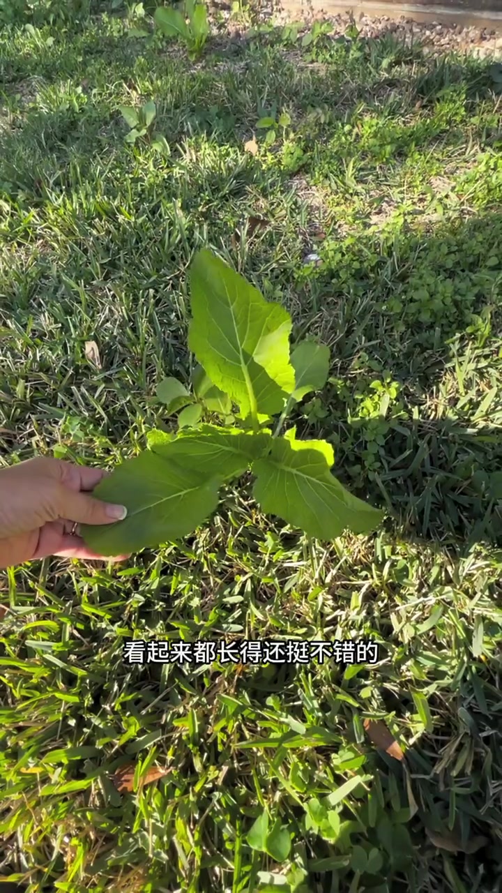 哎呀～我家后院野草堆竟然野生出来了芥菜
