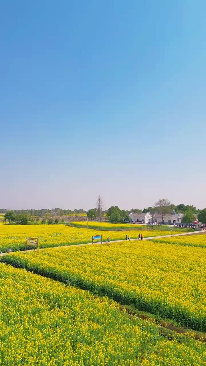 沙洋油菜花节要开幕了