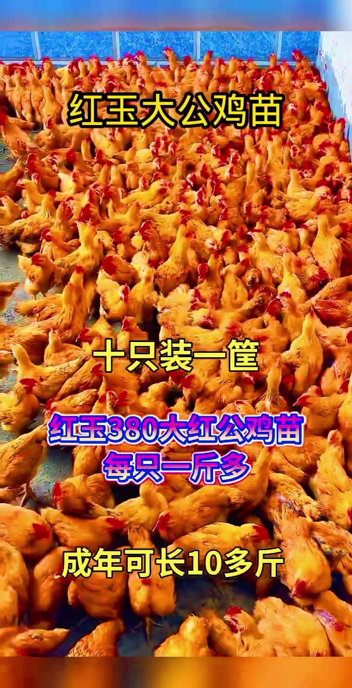 大红公鸡长到15斤重