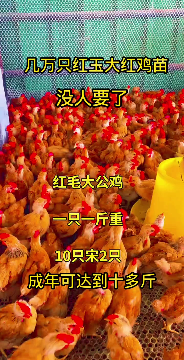 几万只大红公鸡没人要了