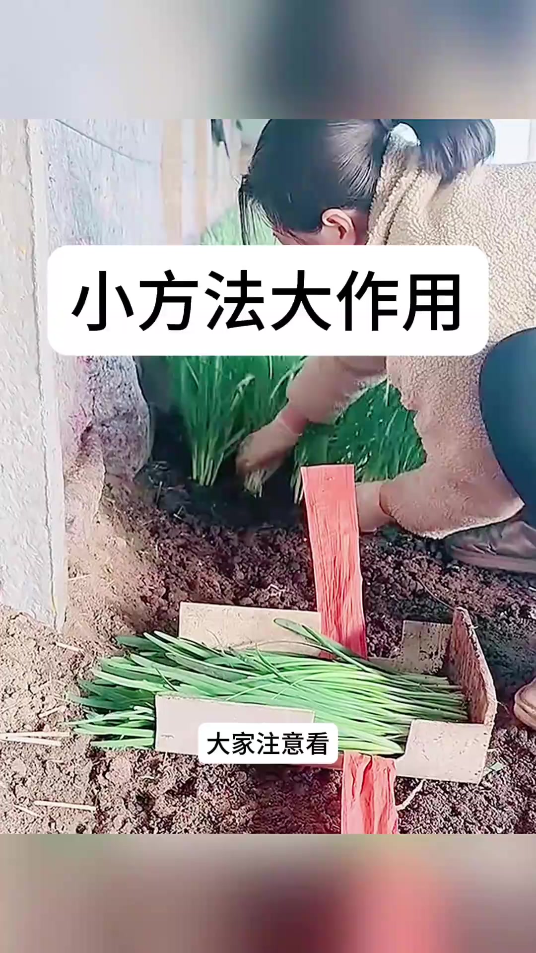 智慧劳动:纸箱容器助力韭菜轻松捆扎技巧分享