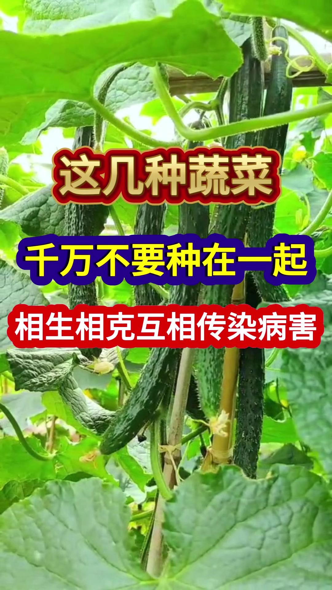 这几种蔬菜千万不要种在一起相生相克互相传染病害