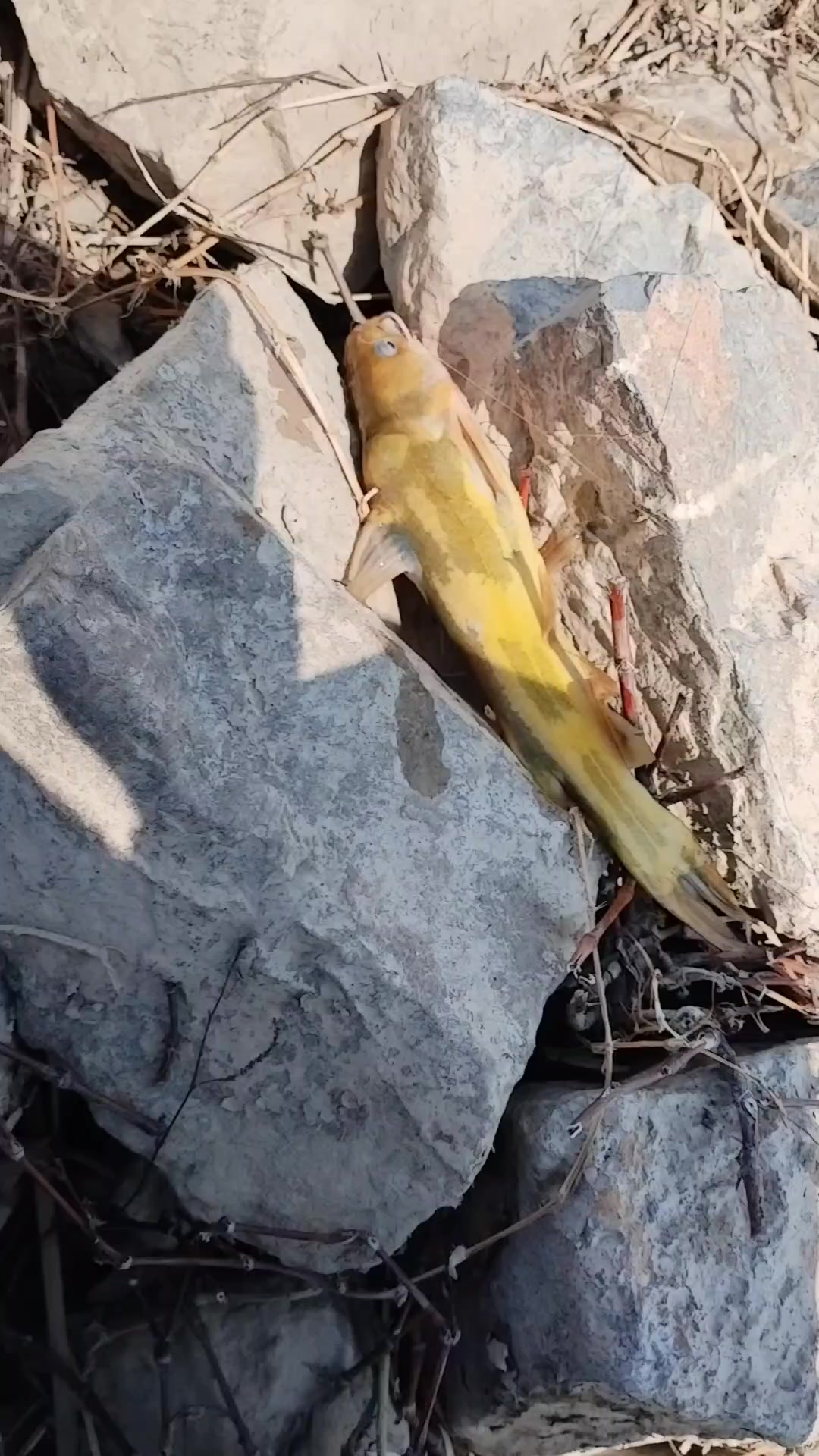 今天下午钓的全是大昂刺鱼