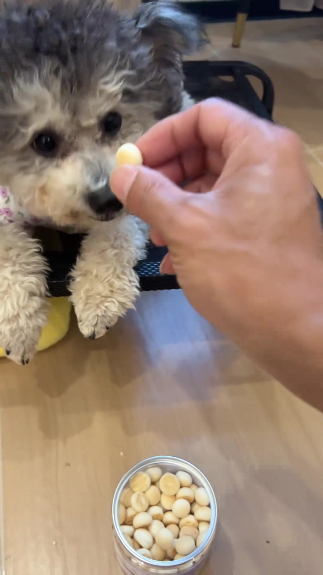 宠物零食奶酪小馒头,毛孩子都爱吃还补钙
