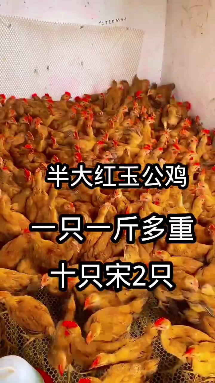 大红公鸡涨到15斤