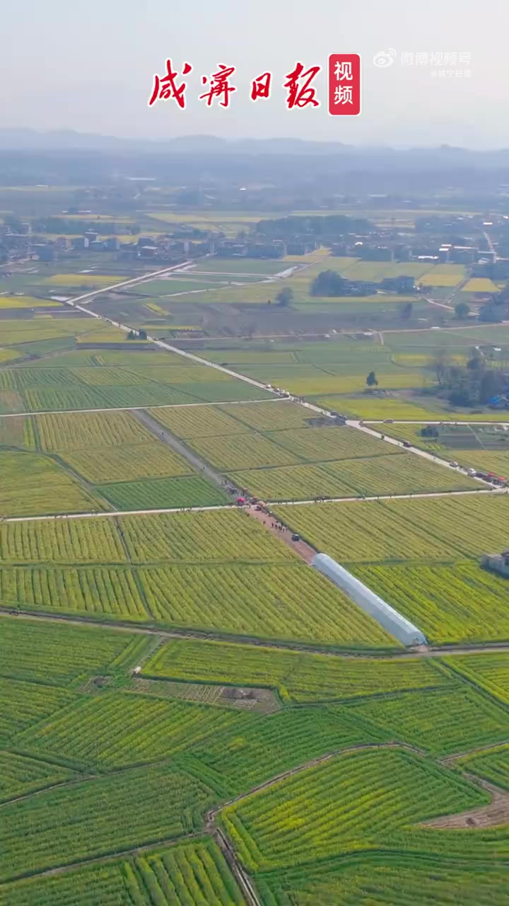 「崇阳青山镇3000亩七彩油菜花盛放」高空俯瞰如铺展的巨幅彩毯,金黄花浪绵延至天际,交织成