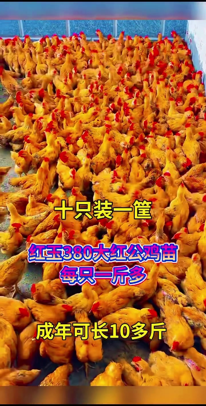 大红公鸡苗涨能涨到十多斤