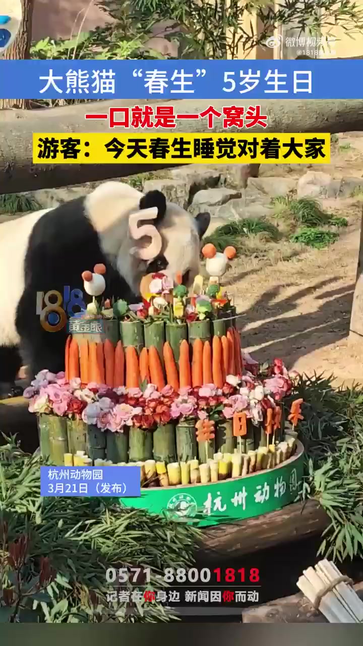 杭州动物园大熊猫“春生”5岁生日,早上8点开吃定制生日蛋糕,一口一个窝头!