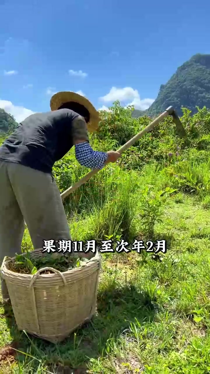 地胆头煲青头鸭汤,喝过的人自然知道它的好,你有喝过吗?