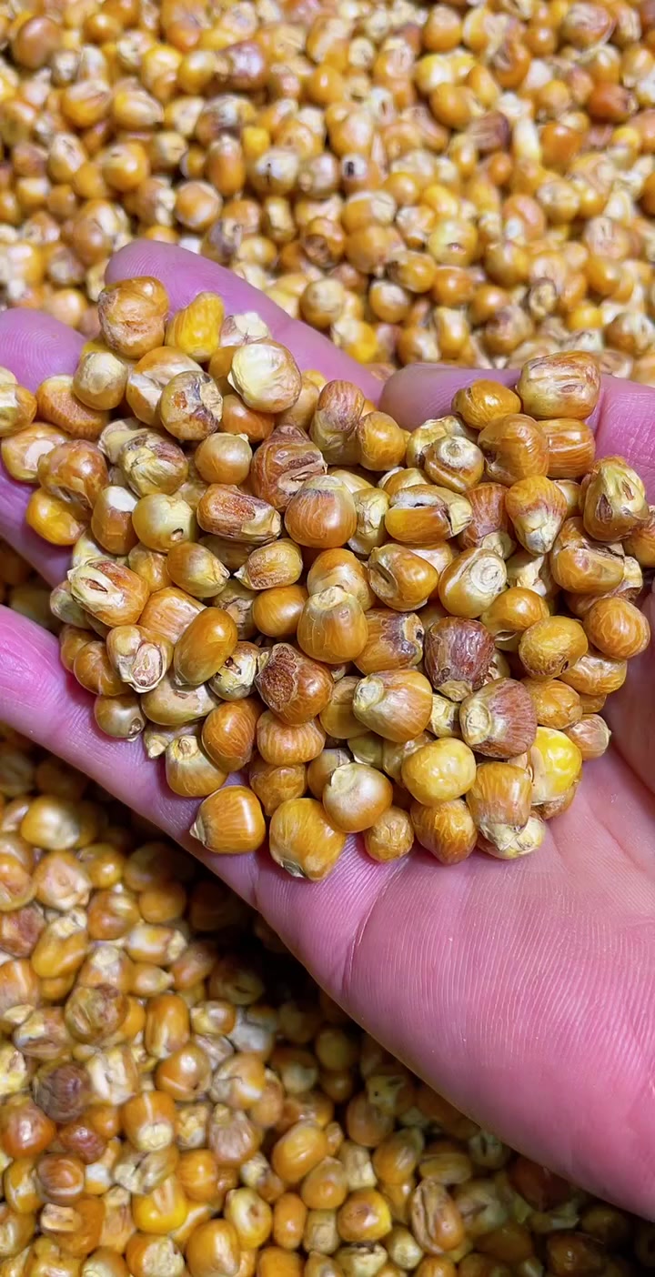 无糖哑巴豆爆米花 糯玉米烀完沙子炒 嘎嘣脆 每袋400克 喜欢吃的家人们来吧