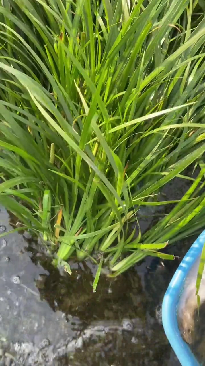 我并不快乐,我只是忘记了痛苦