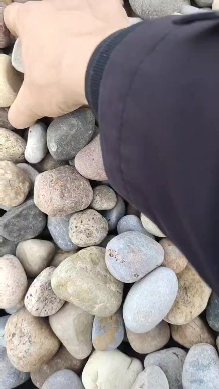 普通抛光五彩鹅卵石 树坑填充 水池铺设用