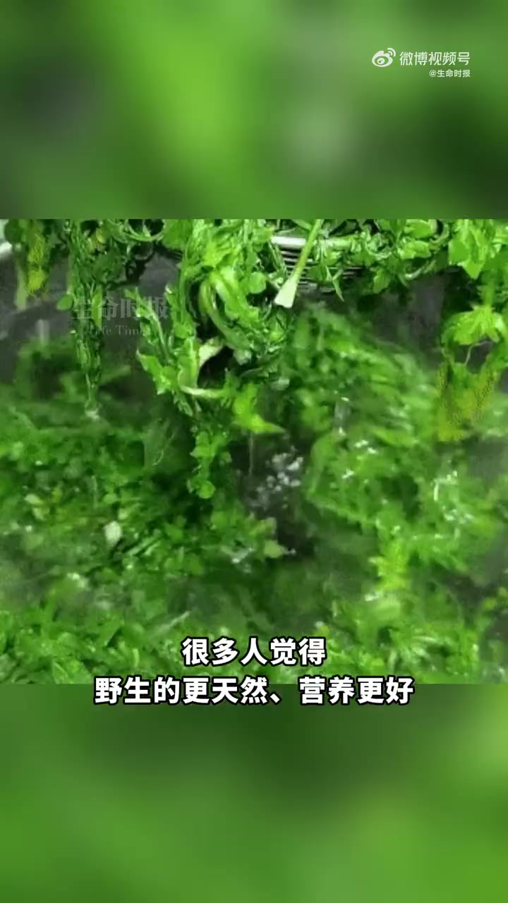 挖野菜,属于春天的仪式感。明明“驯化”了这么多种蔬菜,为什么中国人还对野菜情有独钟?以常见