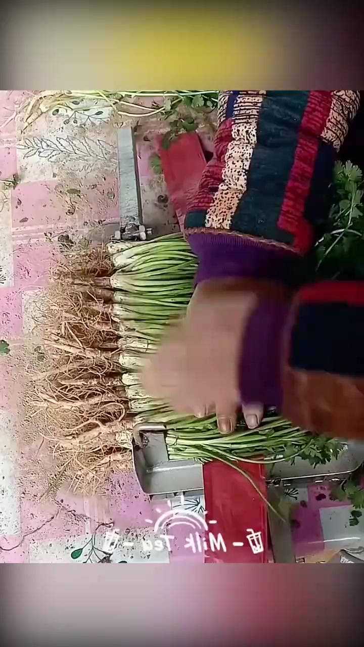 劳动人民的智慧:自制打包神器轻松收获香菜,提升售卖价值