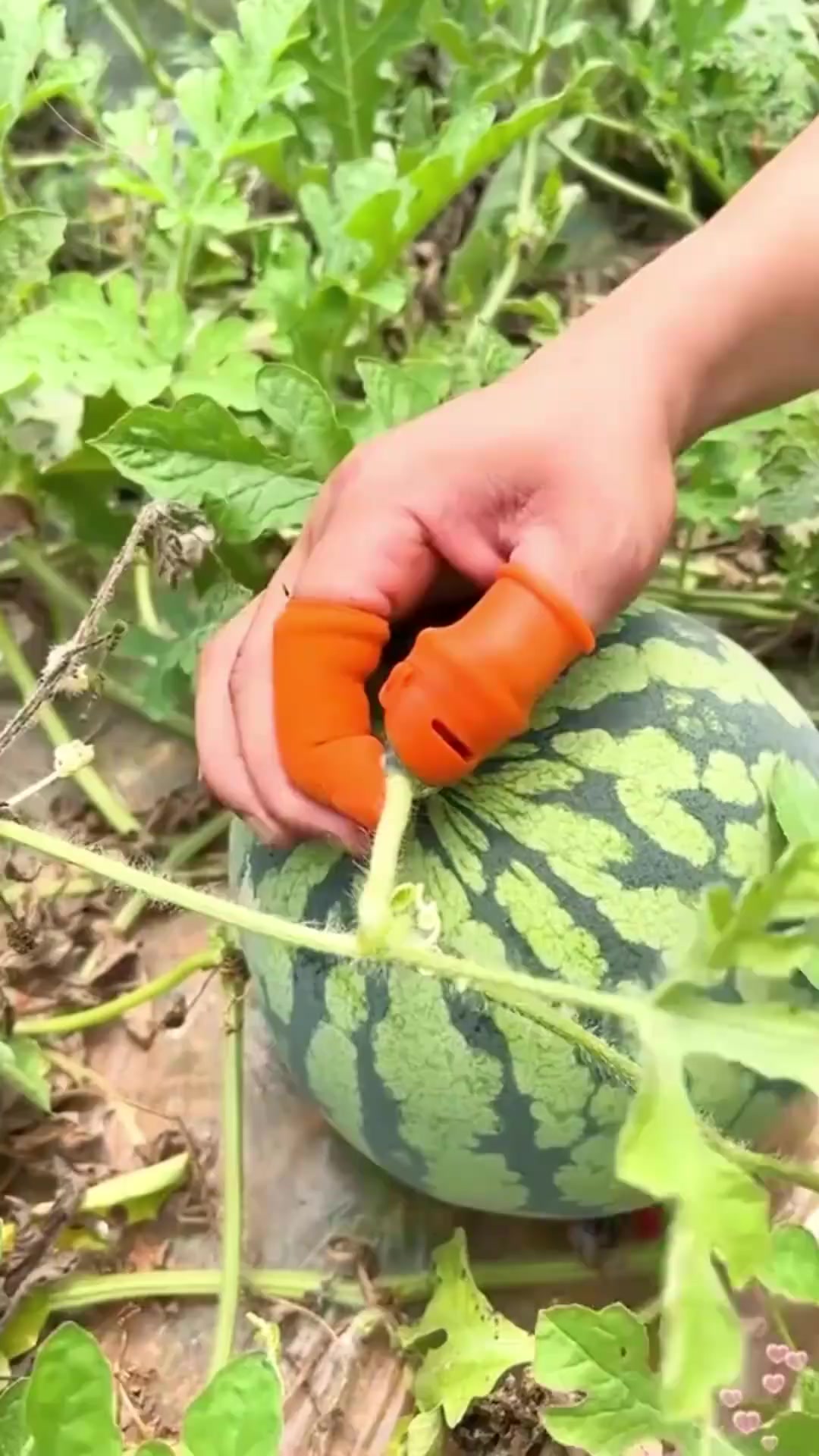 小小发明助力高效掐菜,保护指甲的实用技巧分享