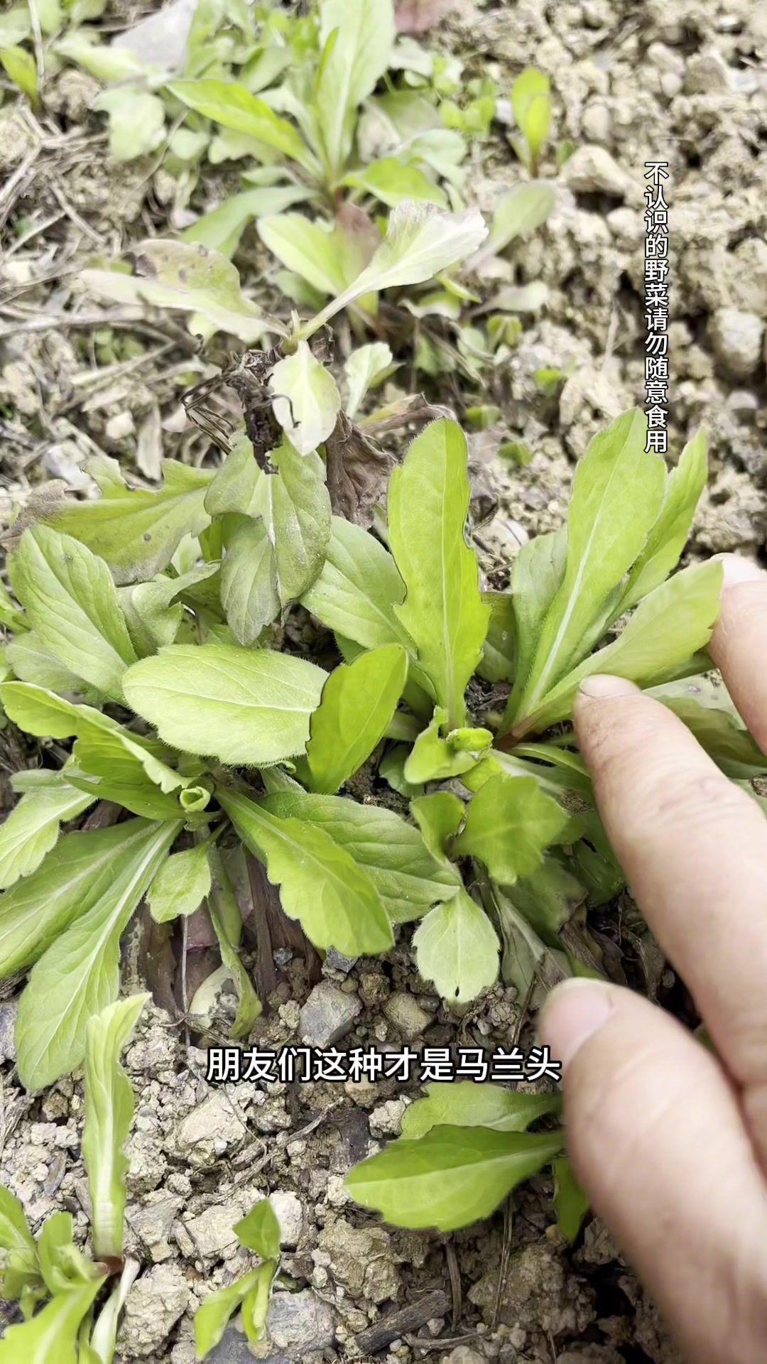 马兰头跟小柴胡可不一样哦!今天采点邮回东北