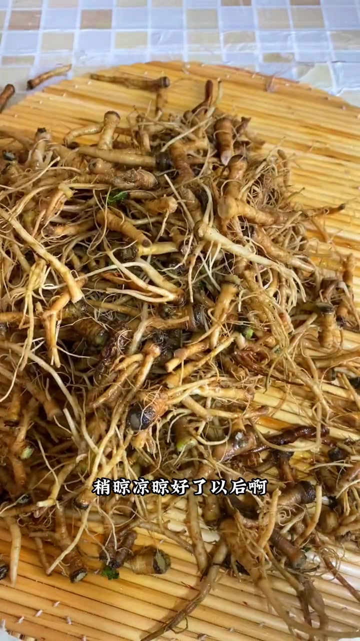 春天苦菜有几种～苦菜根咸菜真的吃不够,大家赶快腌上尝尝吧～太好吃了～