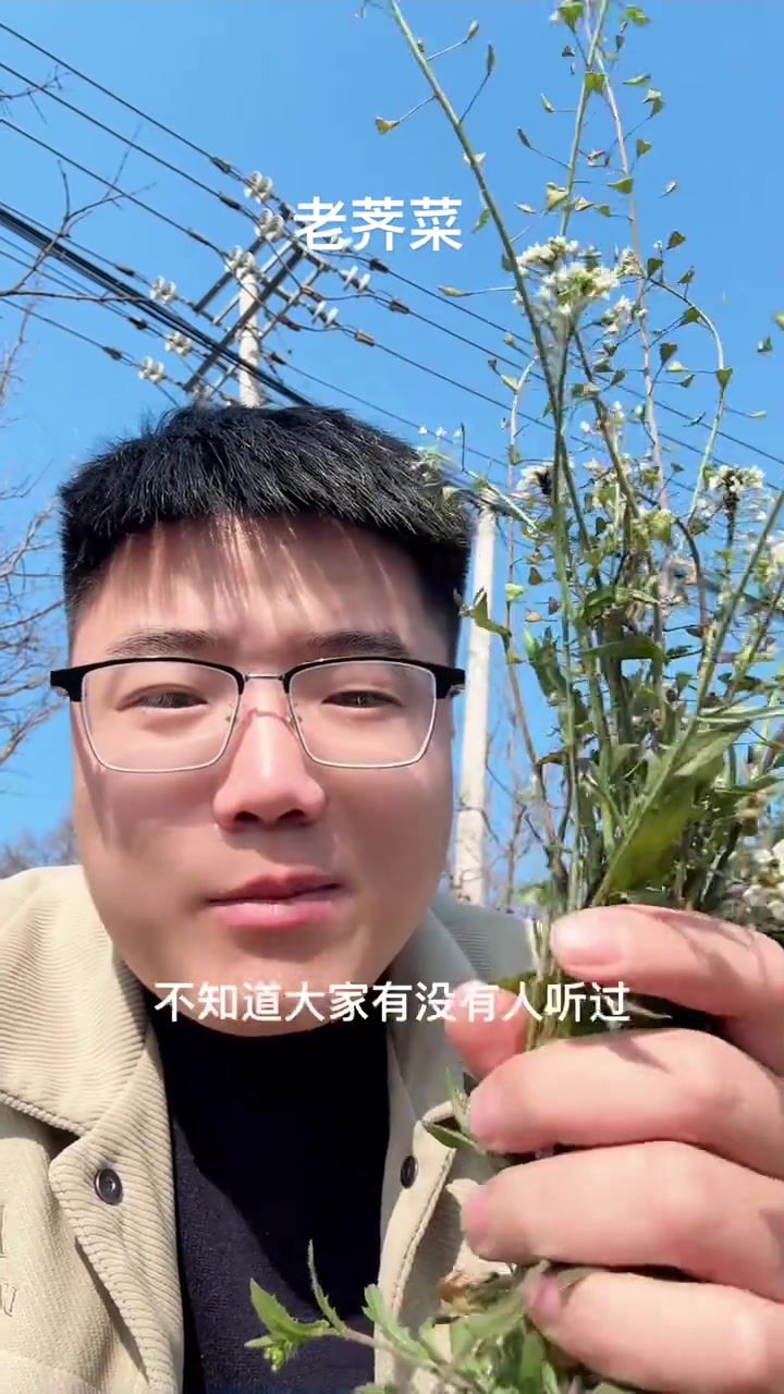 老荠菜有人吃过吗