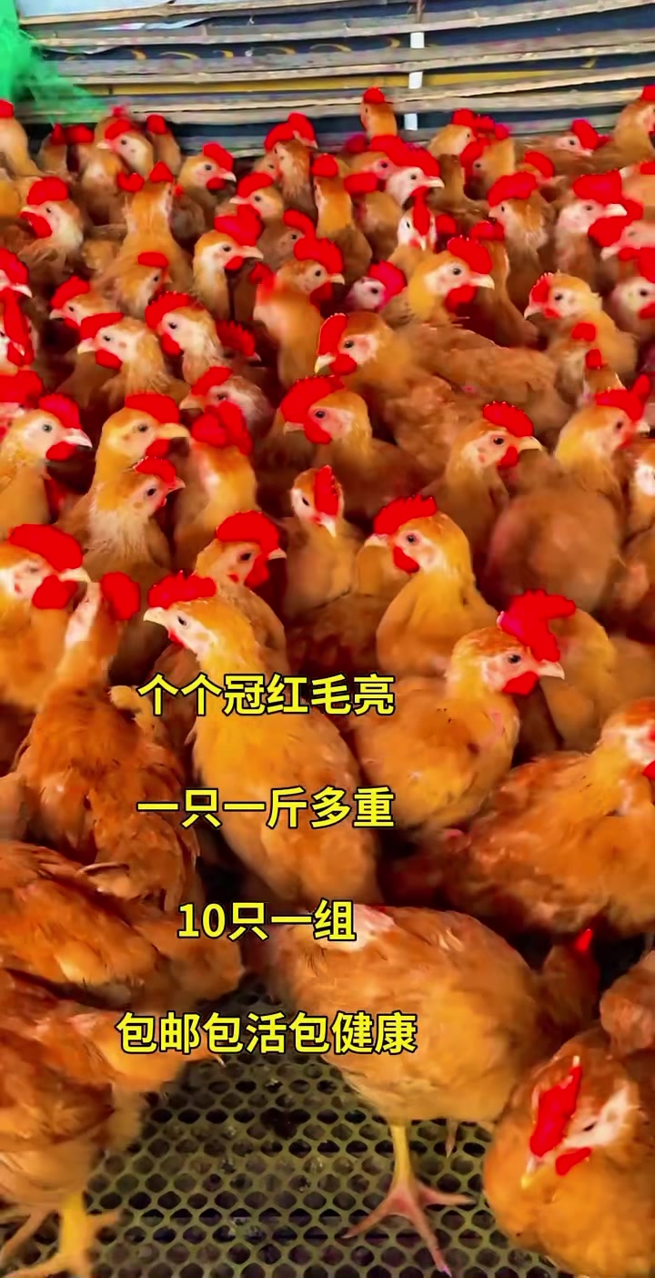大红公鸡吃五谷杂粮长大