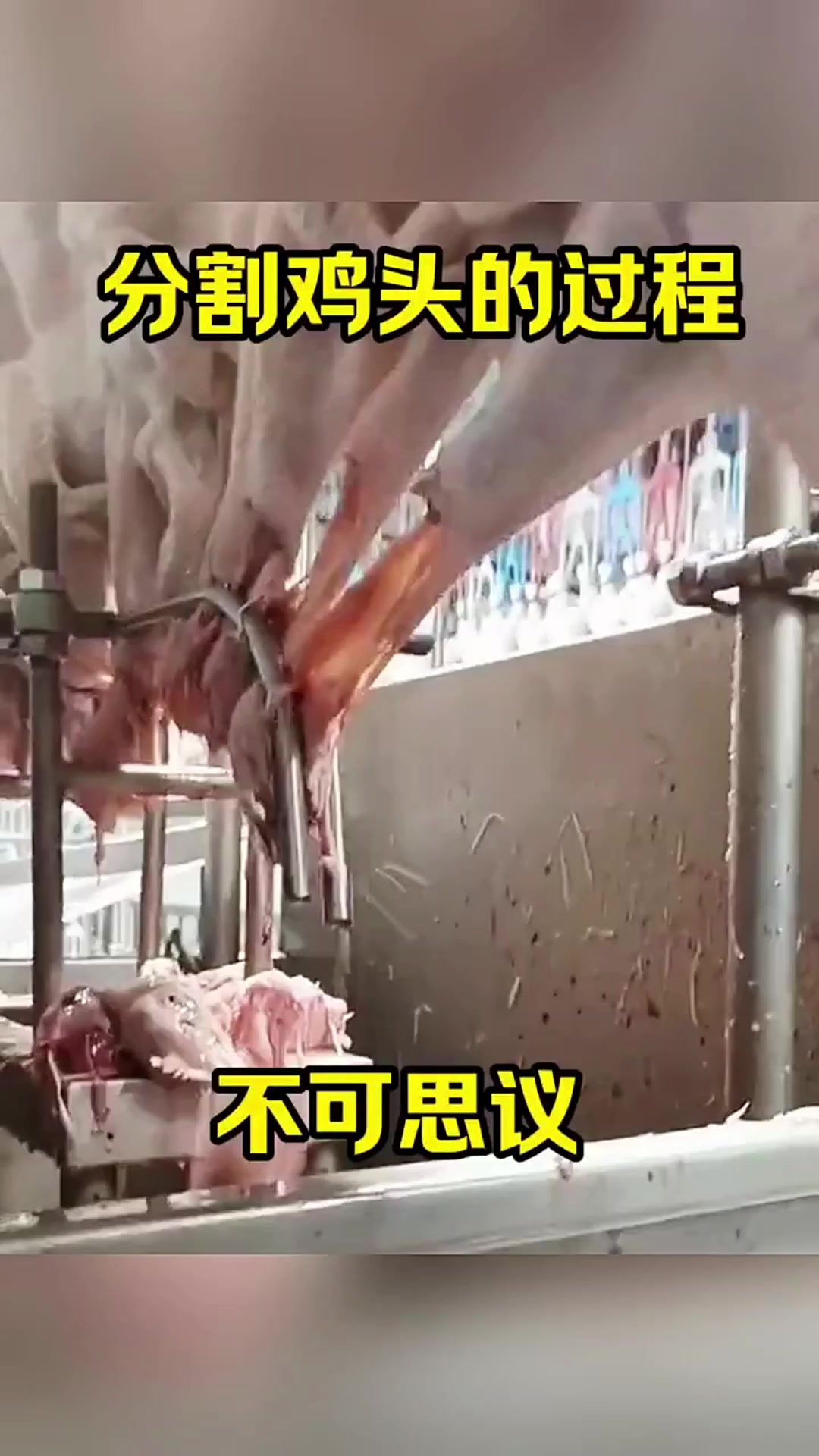 分割鸡头的过程,不可思议