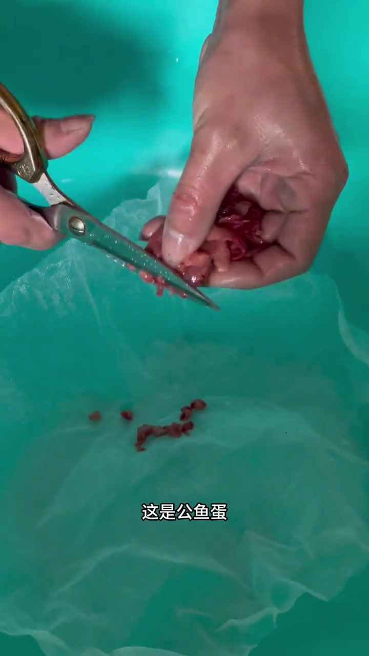 孵化塘角鱼,经过二十八小时孵化后,塘角鱼苗终于出来了