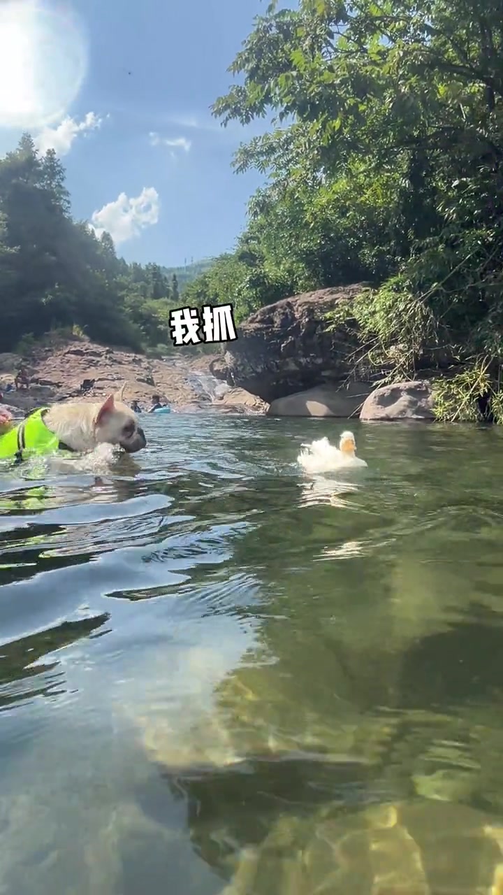 狗子追鸭子后续:不让去还学会了迂回战术!