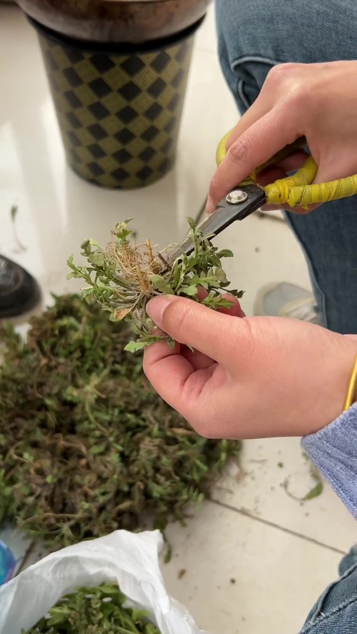 让王林陪我去挖野菜,每年的春天怎么能少了荠菜呢,蒸包子真香