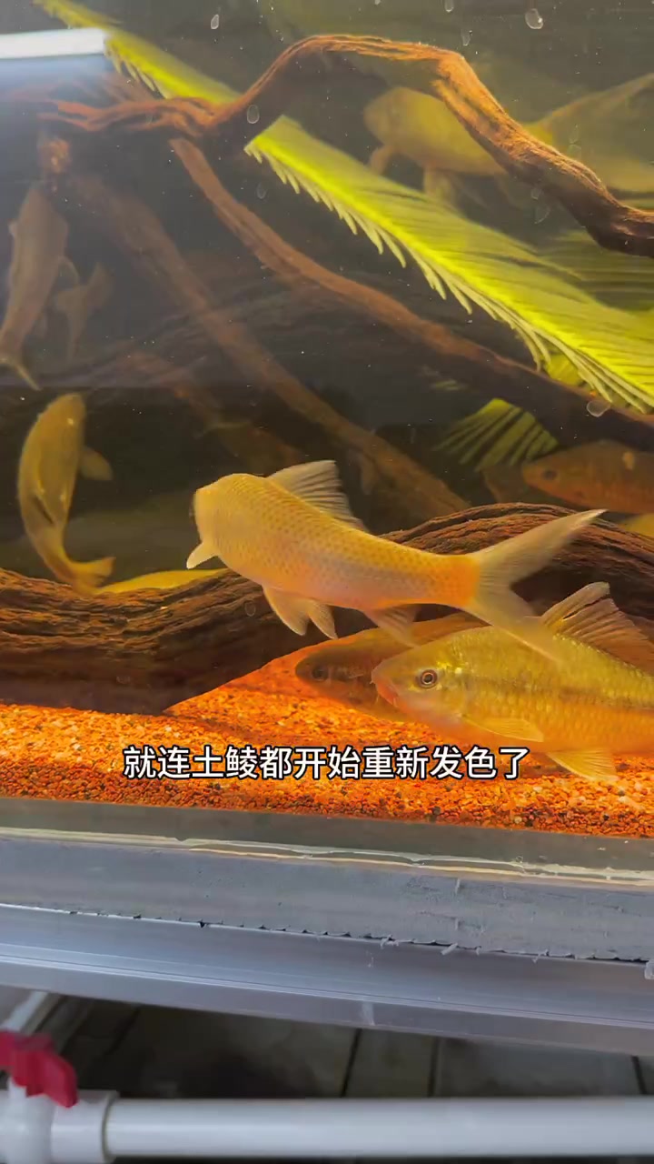 菜市场野采再遇变异长尾鲫鱼