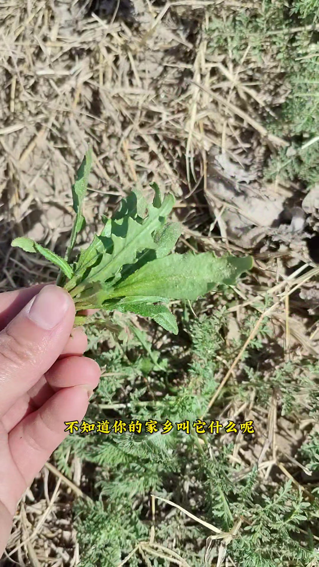 罕见的涩荠又名涩芥,全株价值大,嫩苗也是春季不可错过的野菜