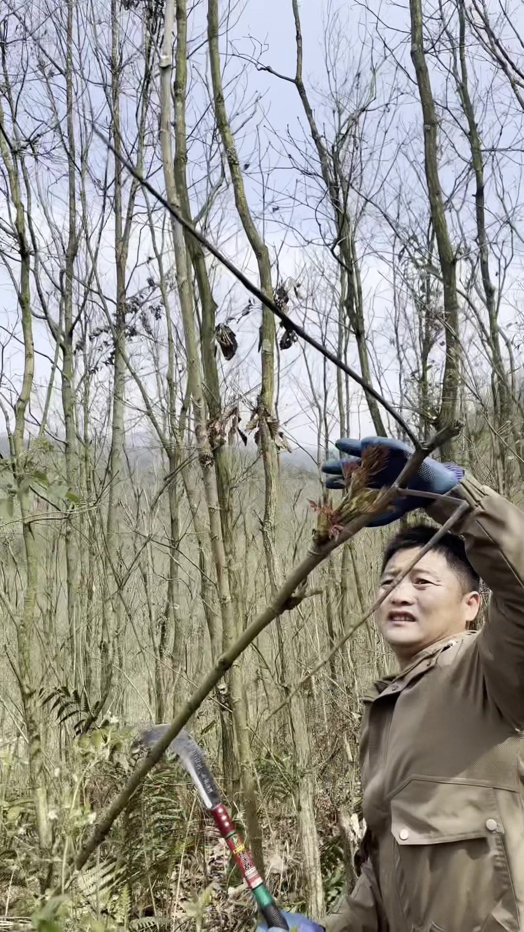 剌嫩芽我们都吃够了,采的这些都邮回东北