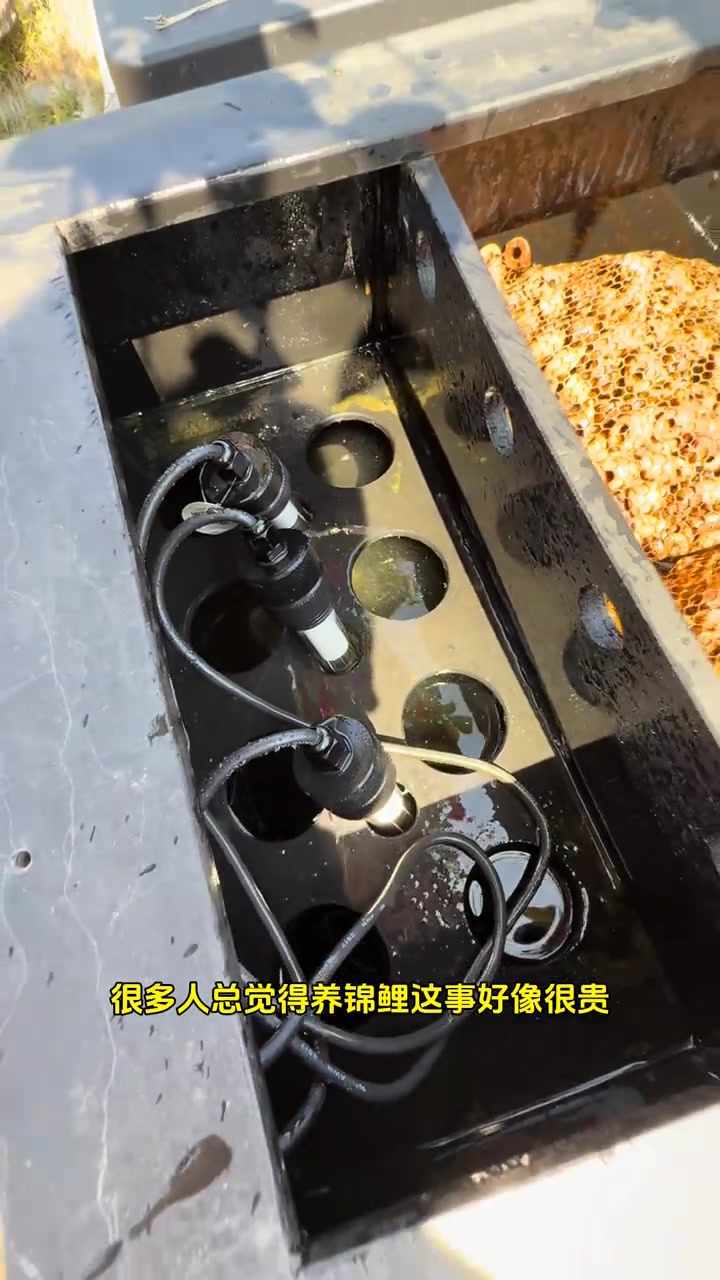 野生动物园胡园长讲养锦鲤