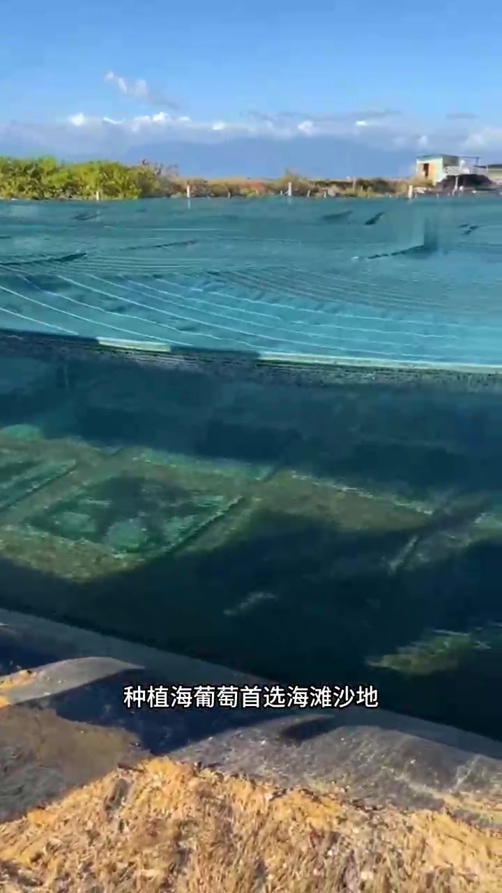 海葡萄,生长在海水里长得像葡萄的海葡萄,吃起来很脆还会爆汁,被誉为“绿色鱼子酱”