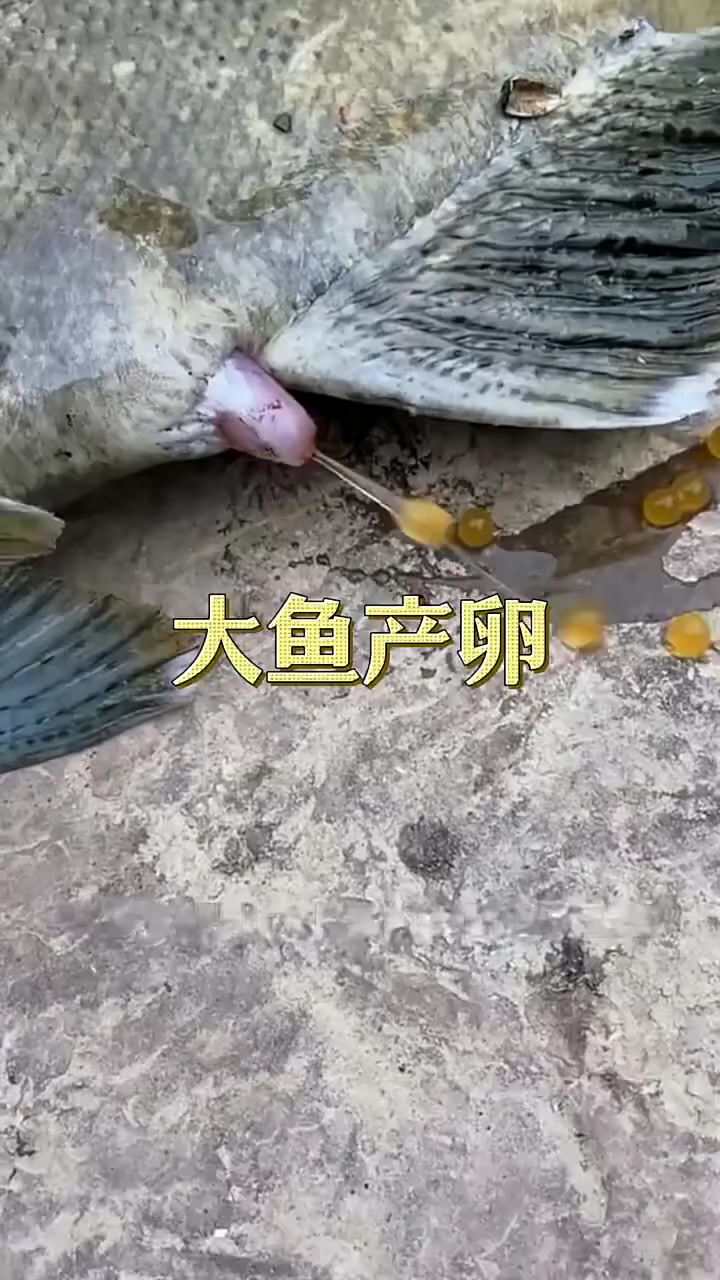 鱼产卵既然是这样的见者发财