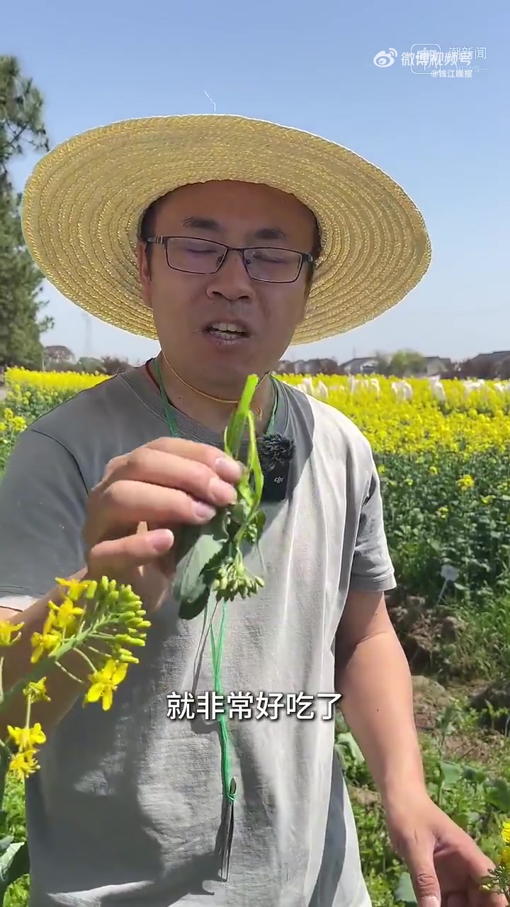 既好看又能榨油,油菜花的“有才华”不止于此。3月24日,在浙江省农科院德清实验基地油菜花田