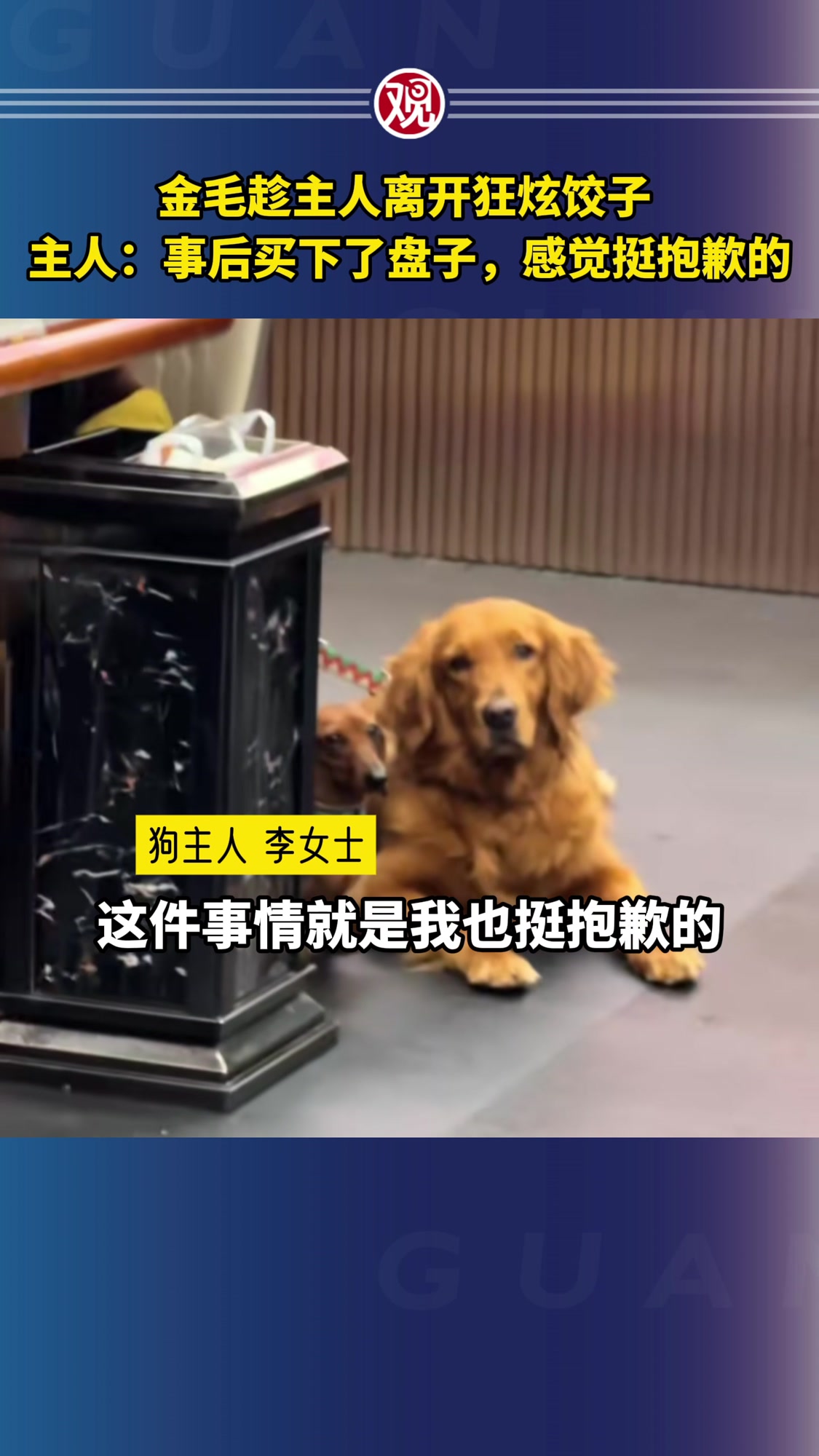 金毛趁主人离开狂炫饺子,主人:事后买下了盘子,感觉挺抱歉的