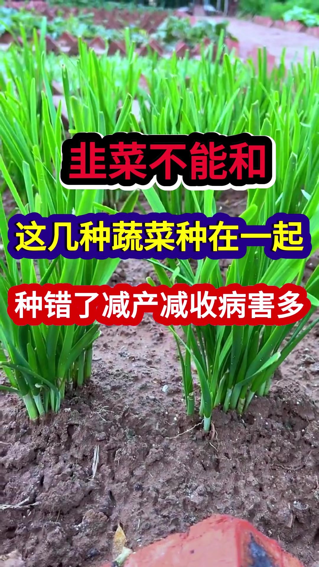 韭菜不能和这几种蔬菜种在一起种错了减产减收病害多